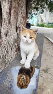 Котенок риже-беленький, мальчик