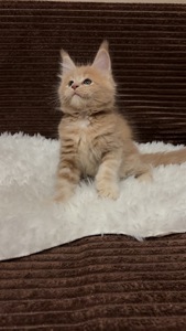 Пропонуються клубні кошенята Мейнкун