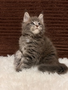 Пропонуються клубні кошенята Мейнкун