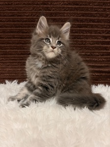 Пропонуються клубні кошенята Мейнкун