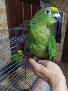 Кубинський амазон