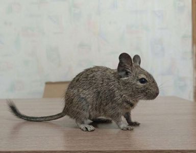 Бронювання малят дегу