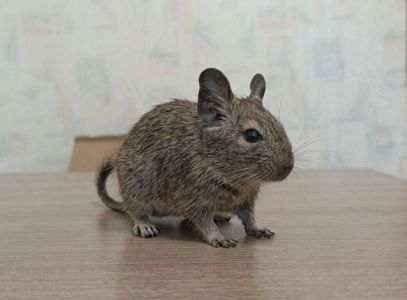 Бронювання малят дегу