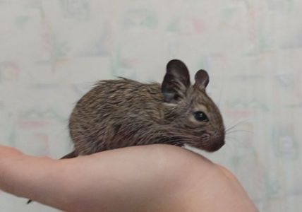 Бронювання малят дегу