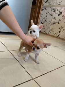 Мальчик чихуахуа