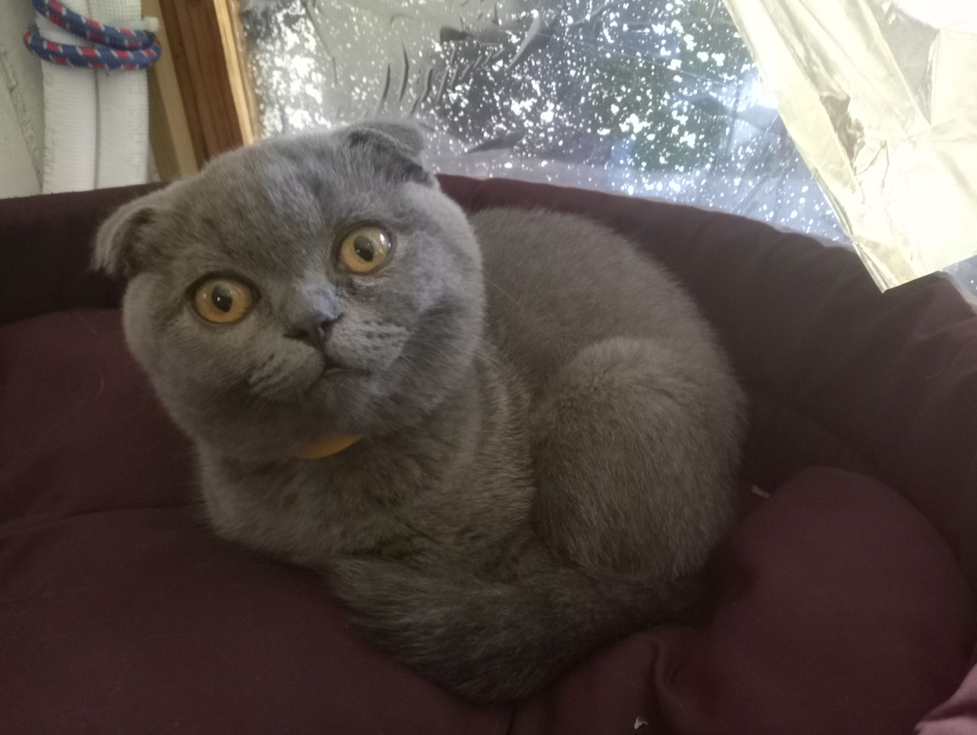 Вислоухий шотландский котенок