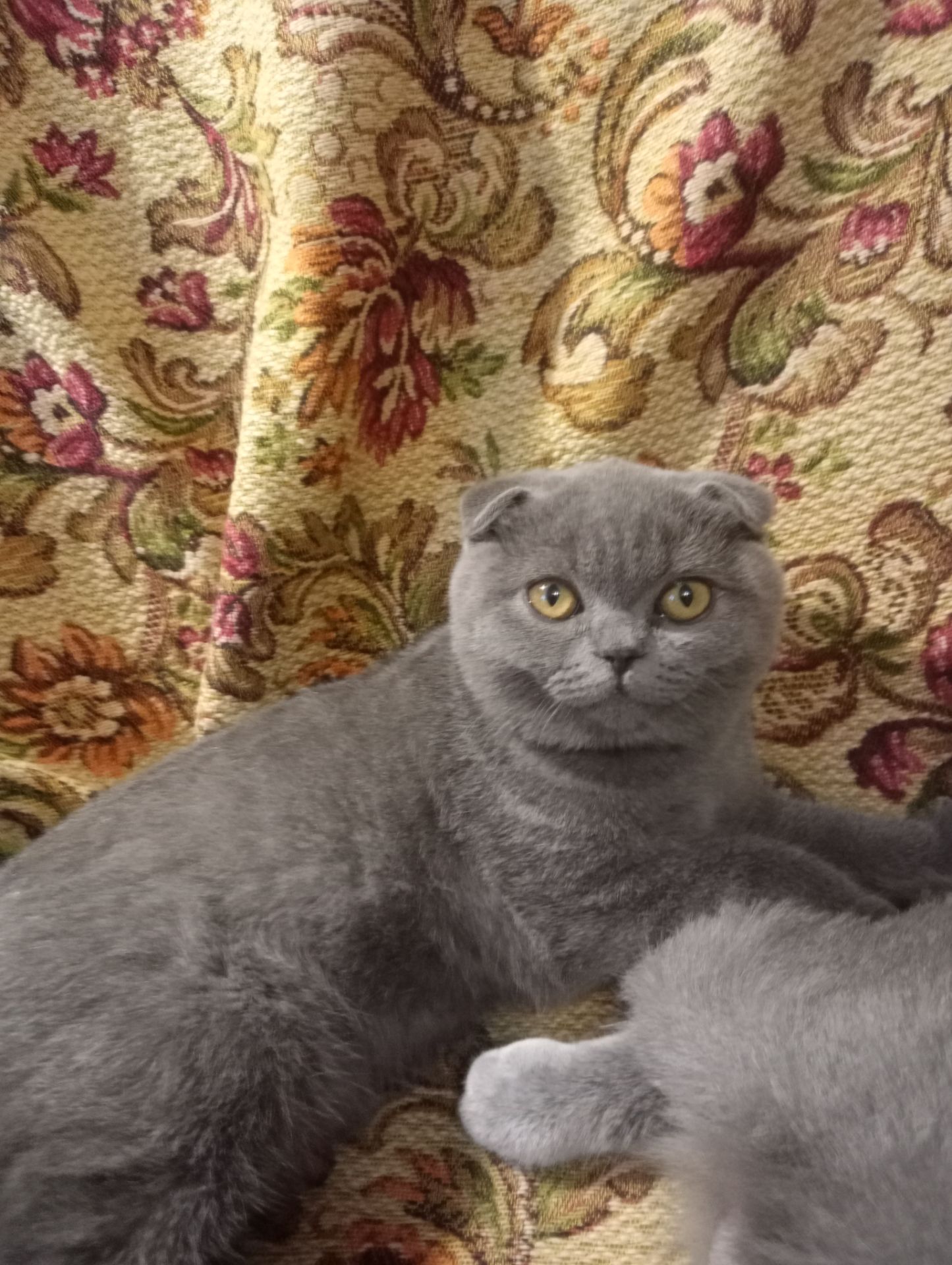 Вислоухий шотландский котенок