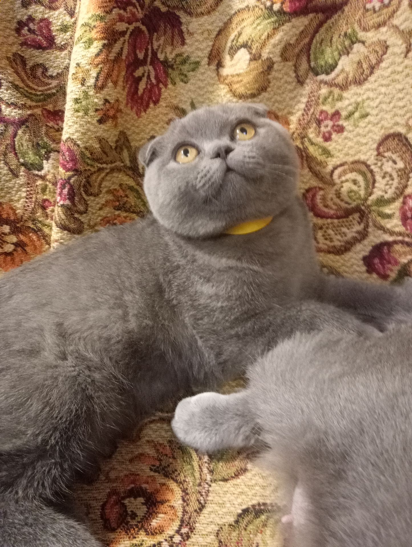 Вислоухий шотландский котенок