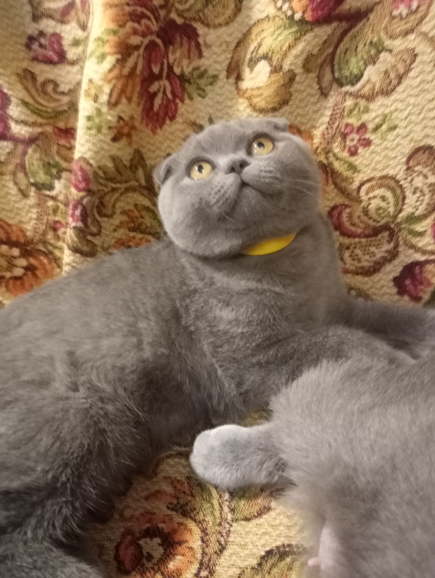 Вислоухий шотландский котенок