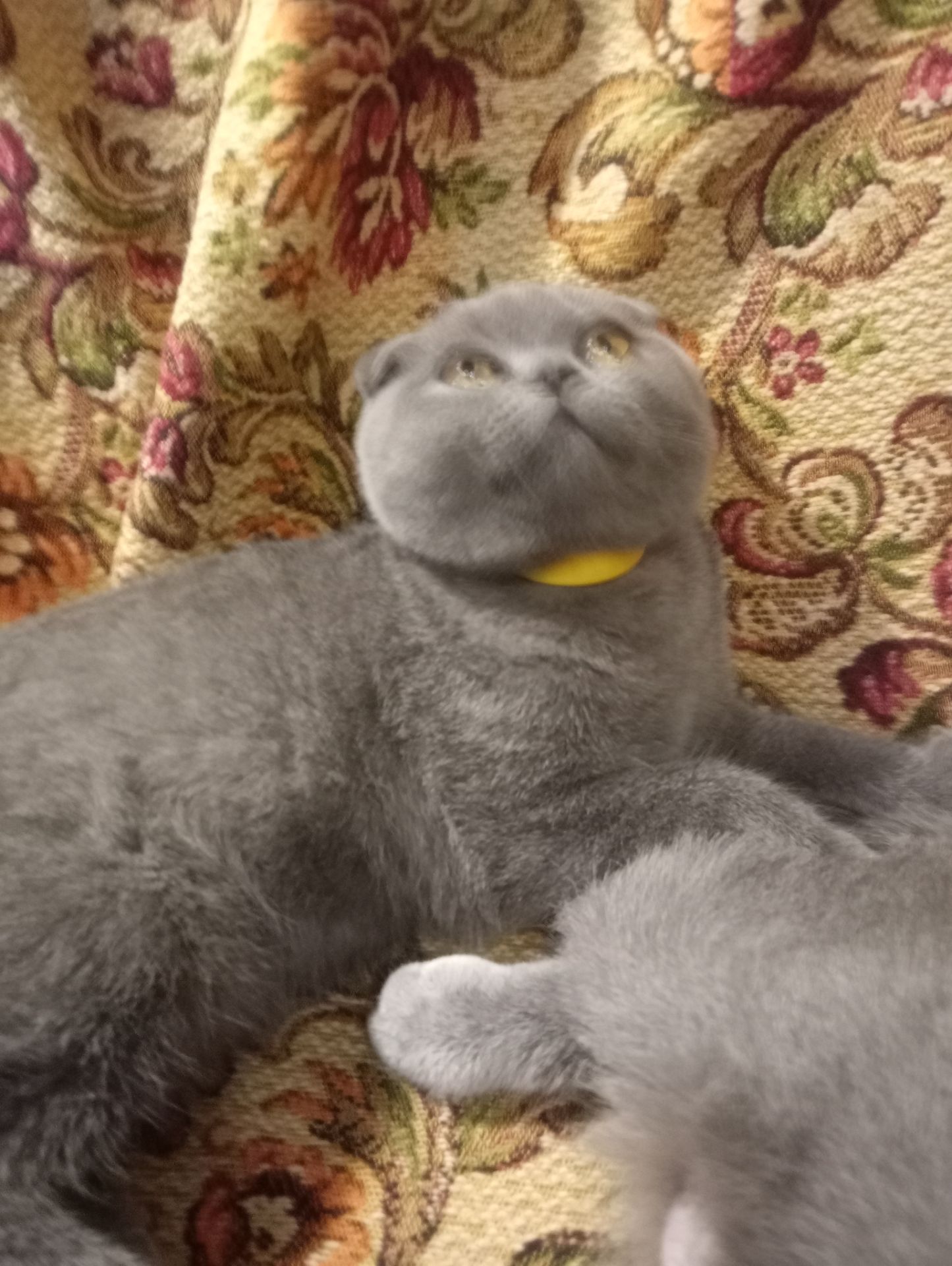 Вислоухий шотландский котенок