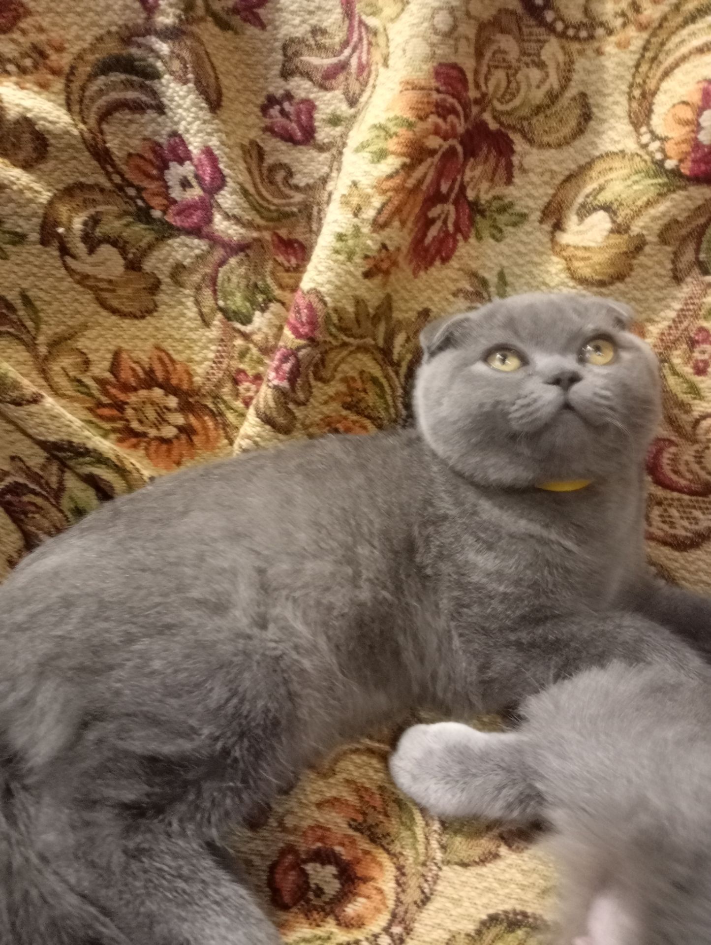 Вислоухий шотландский котенок