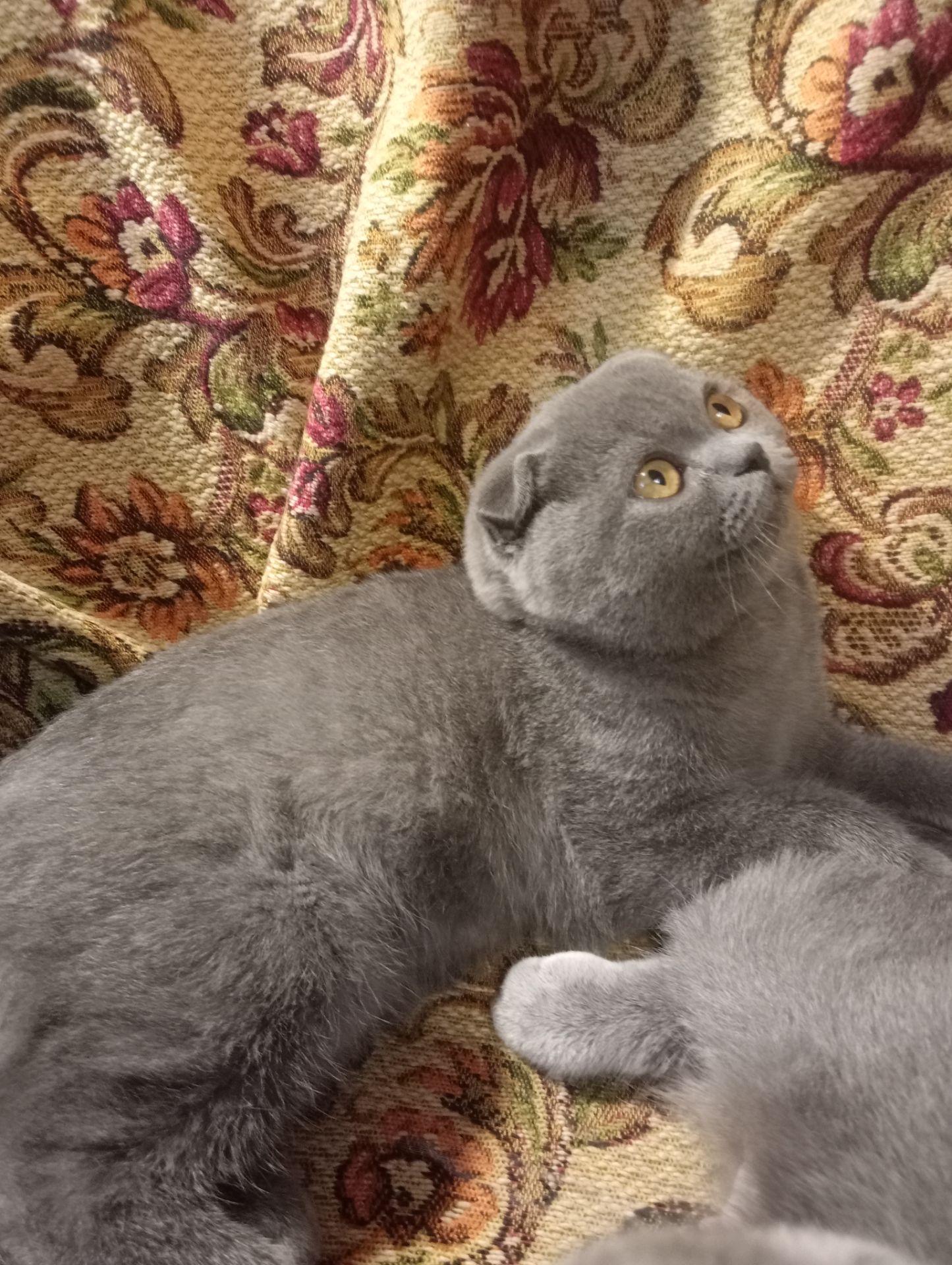 Вислоухий шотландский котенок