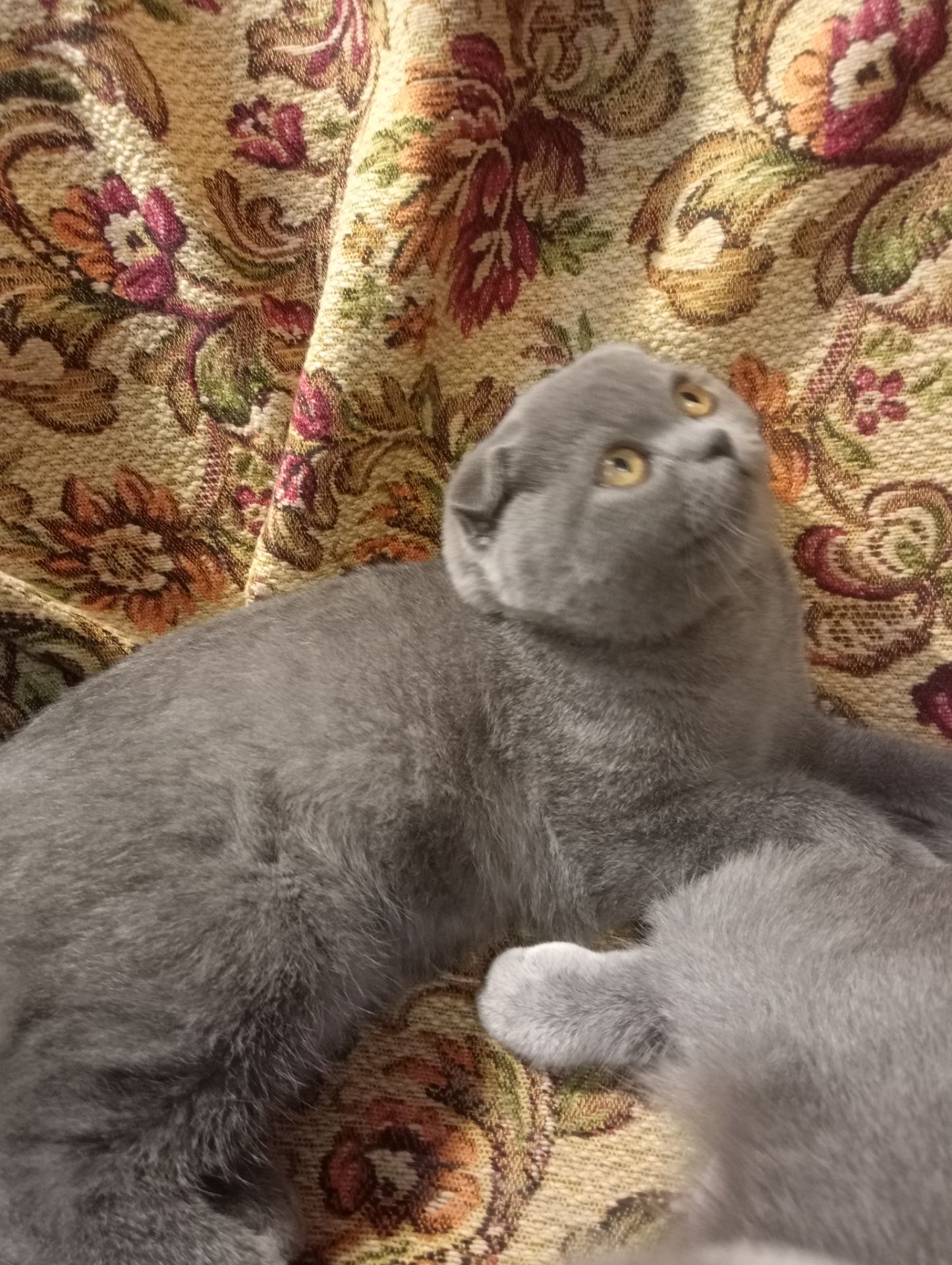 Вислоухий шотландский котенок