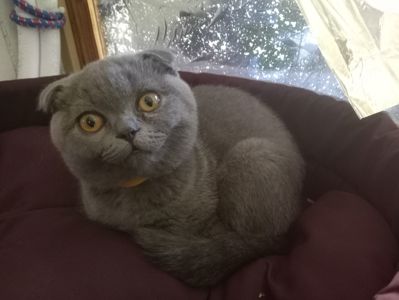 Вислоухий шотландский котенок
