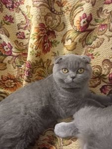 Вислоухий шотландский котенок