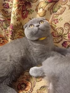 Вислоухий шотландский котенок