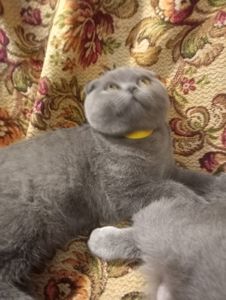 Вислоухий шотландский котенок