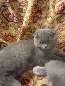 Вислоухий шотландский котенок