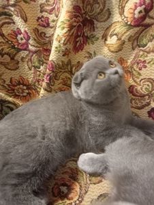 Вислоухий шотландский котенок