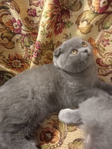 Вислоухий шотландский котенок