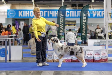 Цуценята Австралійської вівчарки/ Ауссі