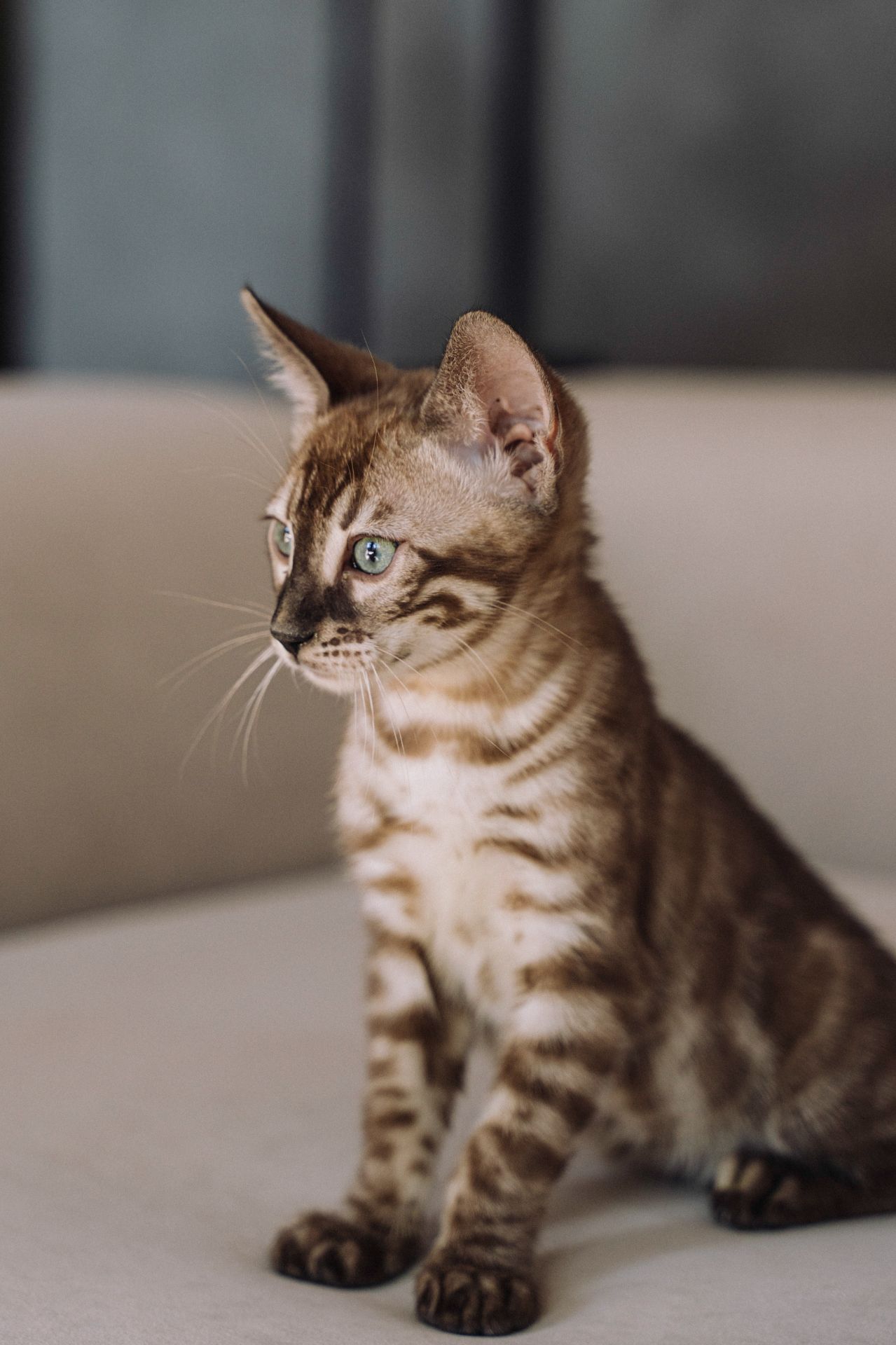 Шикарні бенгальські кошенята