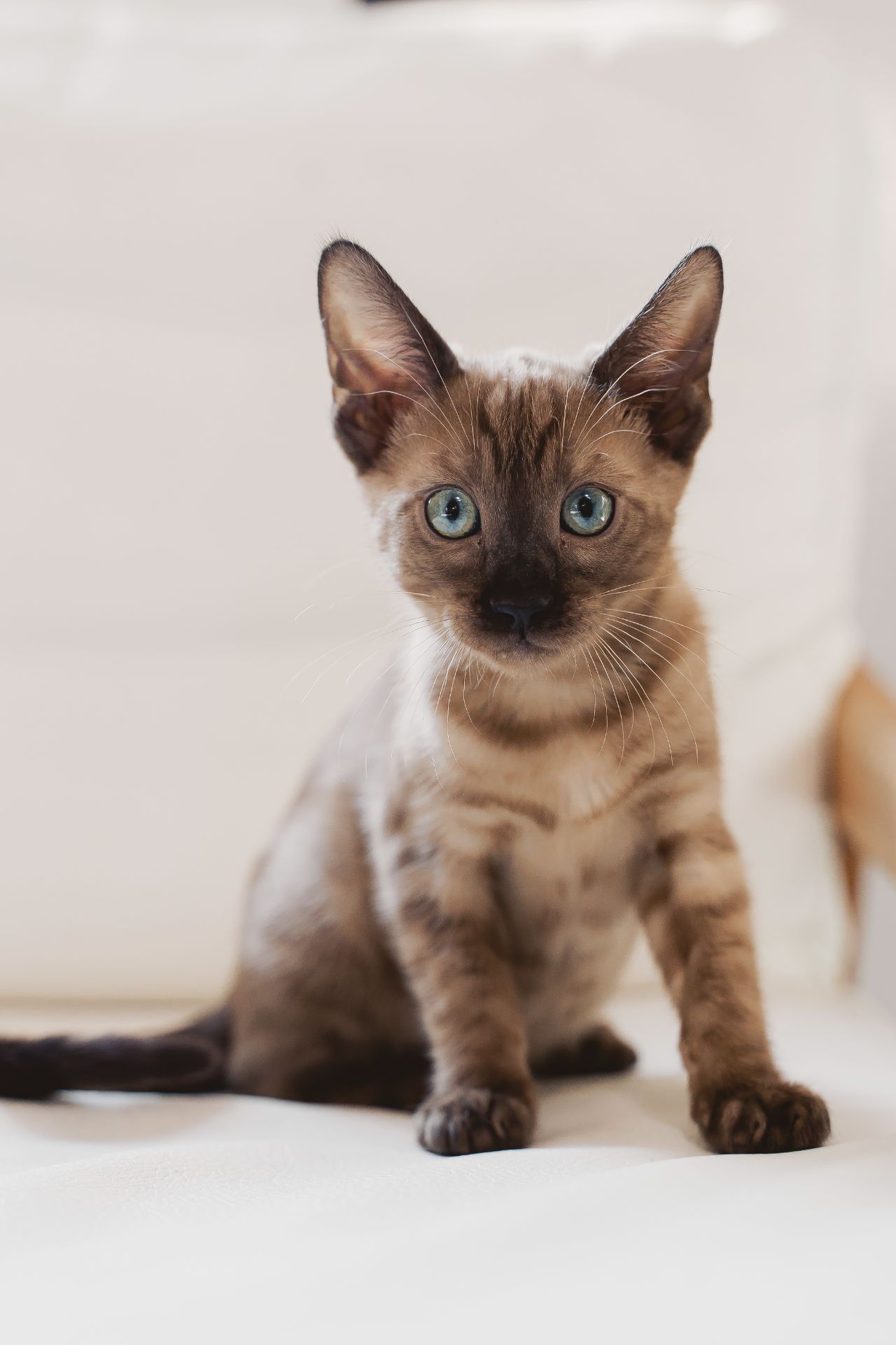 Шикарні бенгальські кошенята