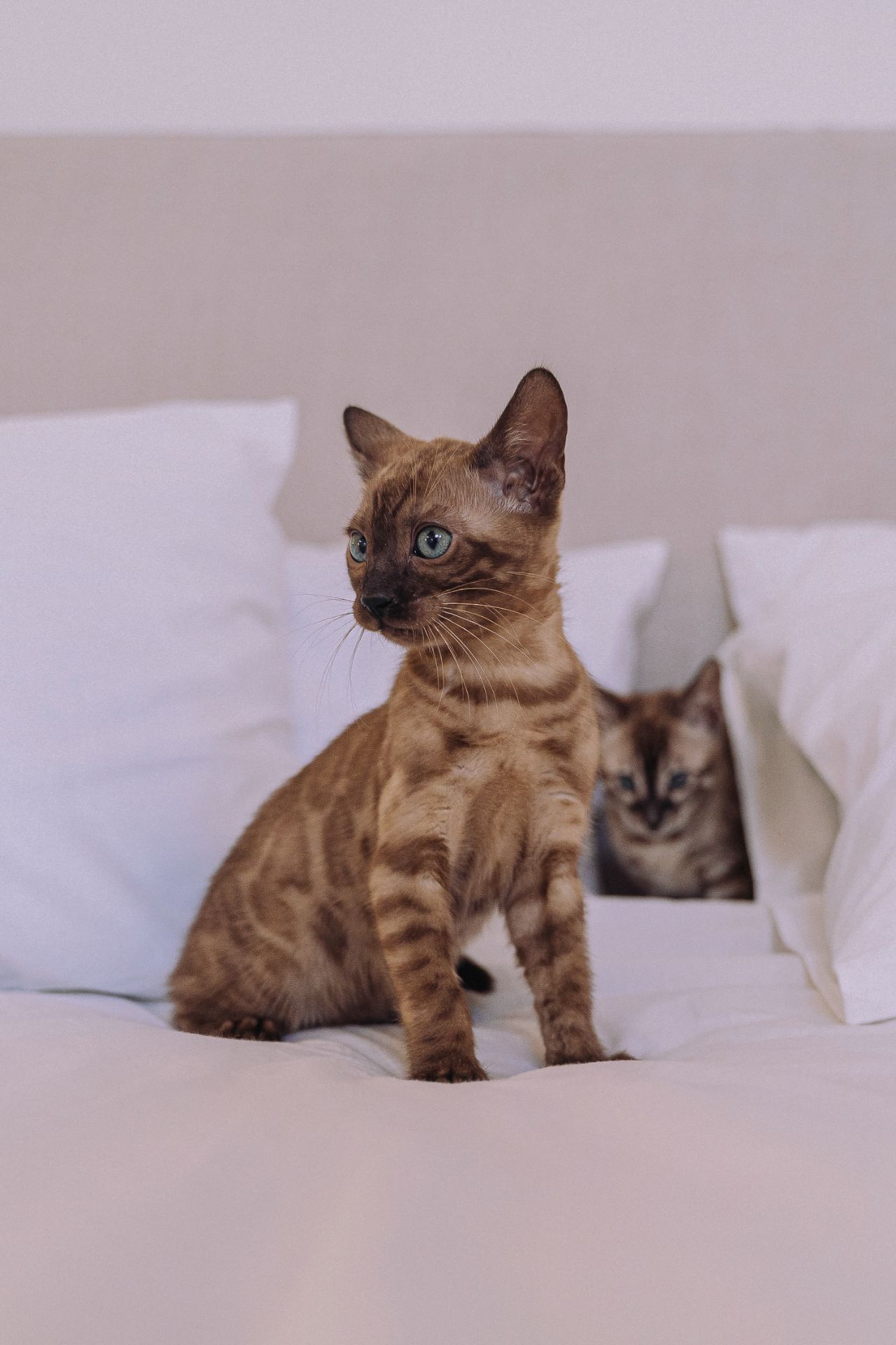 Шикарні бенгальські кошенята