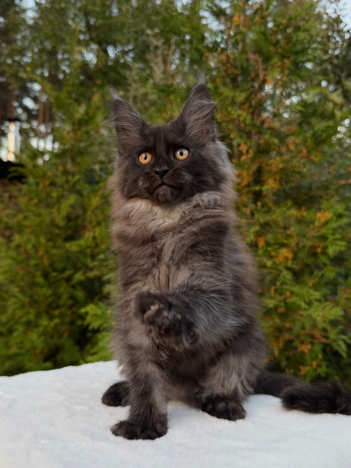 Мейн кун хлопчик Winston