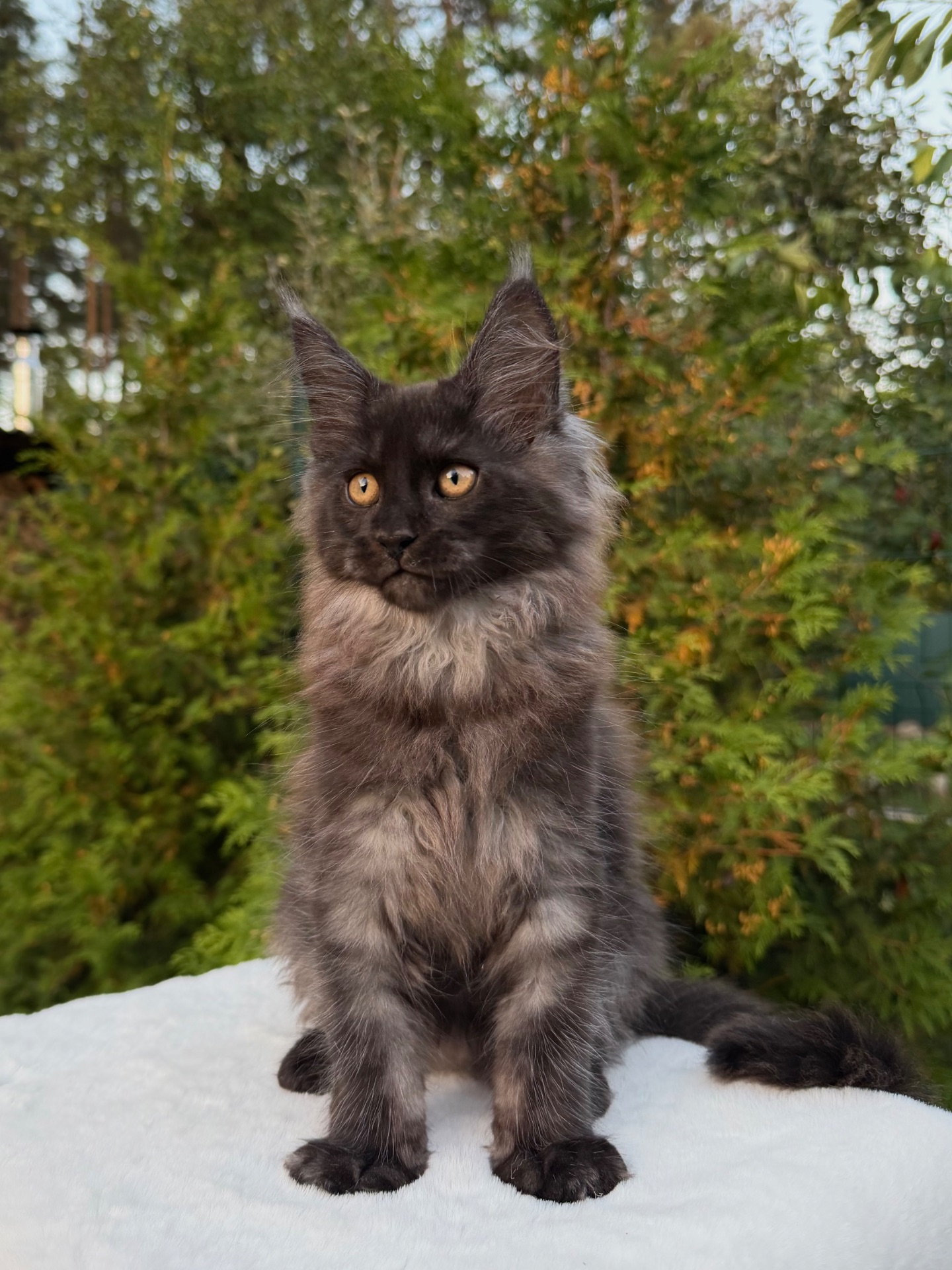 Мейн кун хлопчик Winston