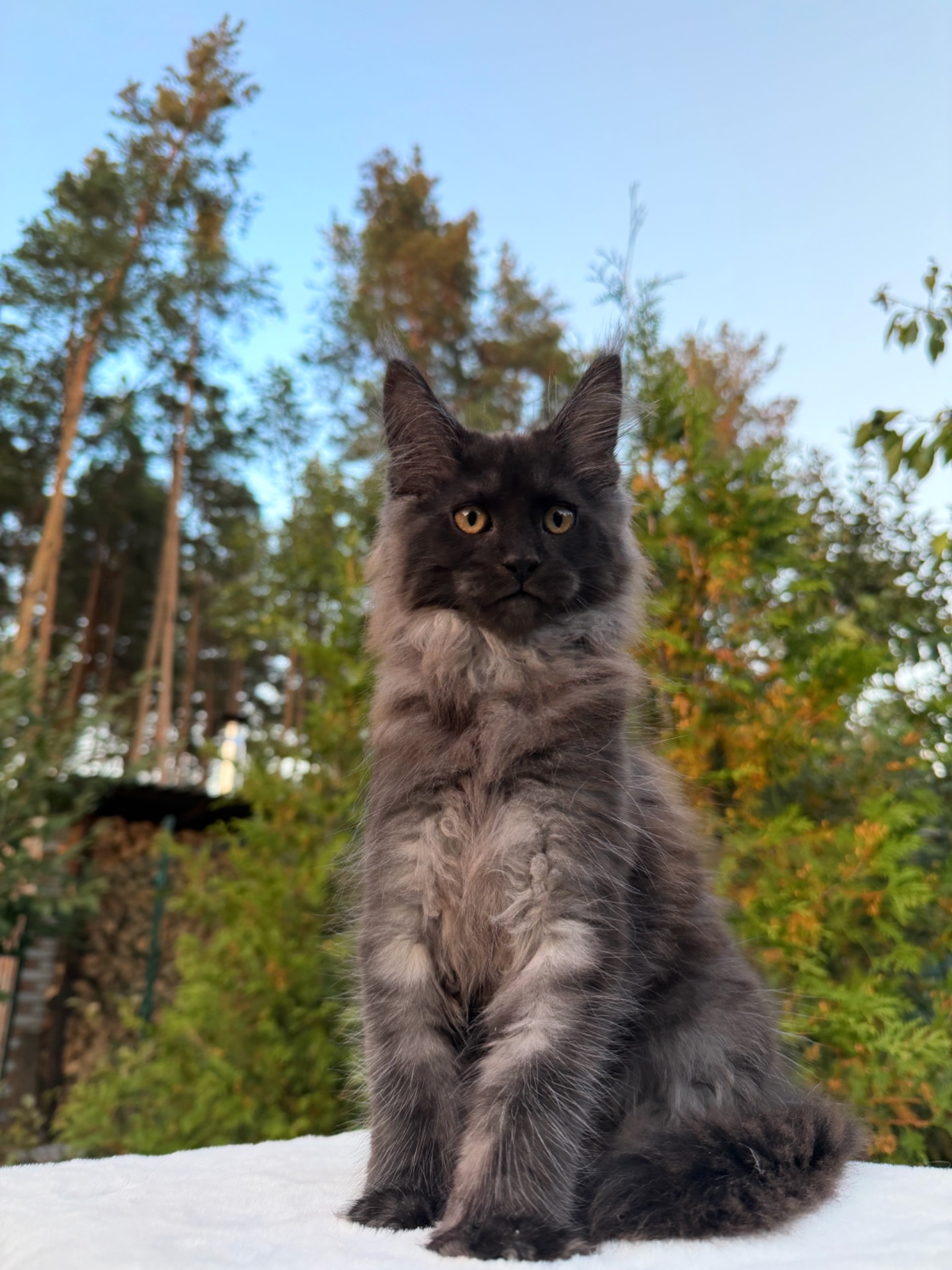 Мейн кун хлопчик Winston