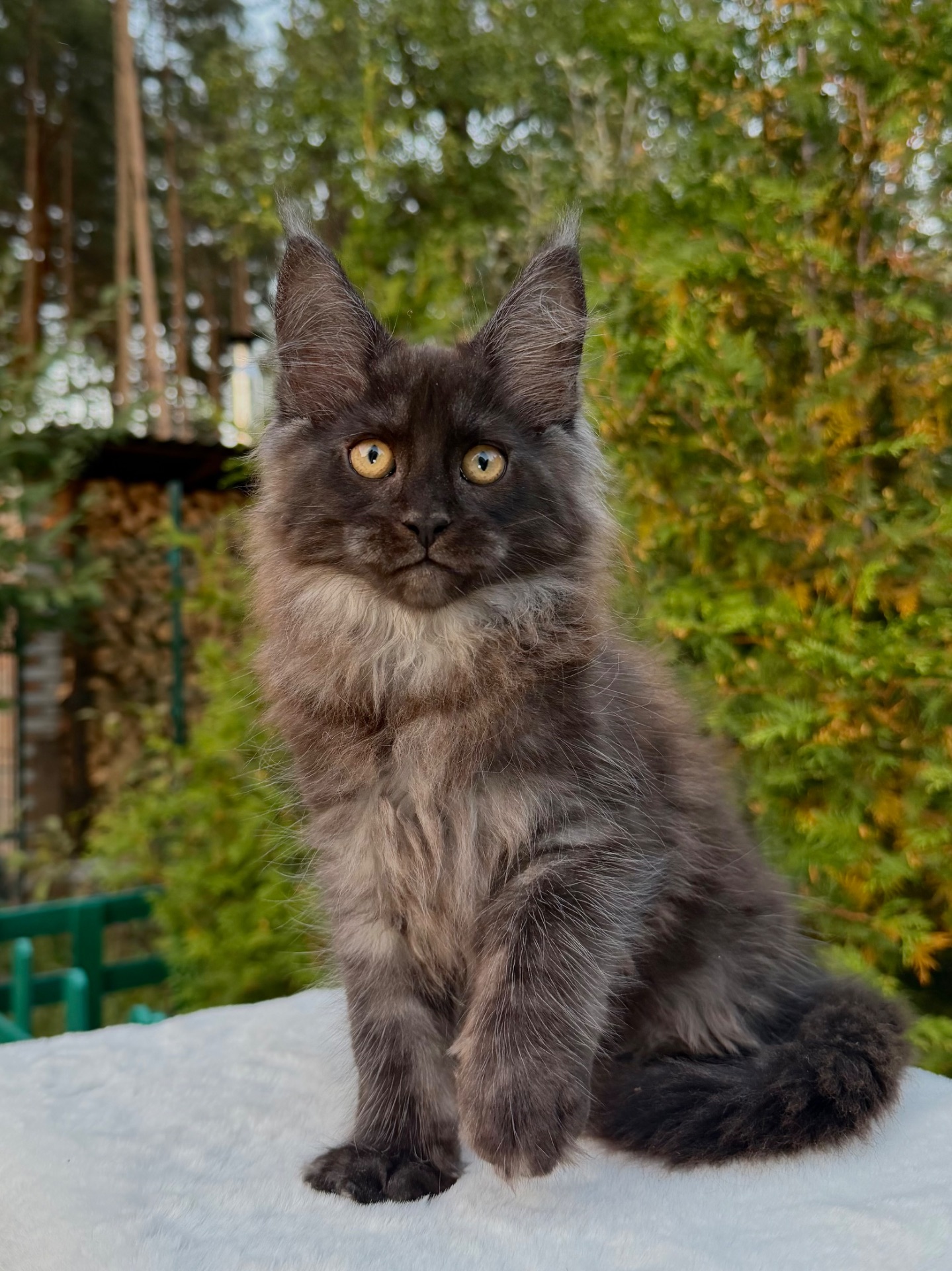 Мейн кун хлопчик Winston