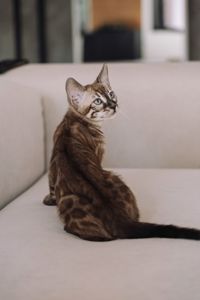 Шикарні бенгальські кошенята