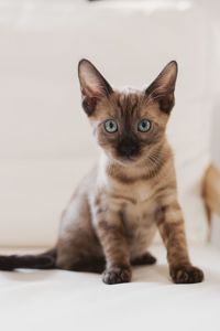 Шикарні бенгальські кошенята