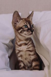 Шикарні бенгальські кошенята