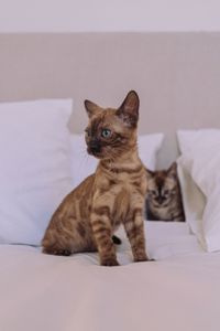Шикарні бенгальські кошенята