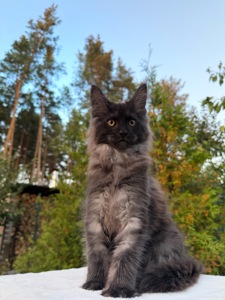 Мейн кун хлопчик Winston