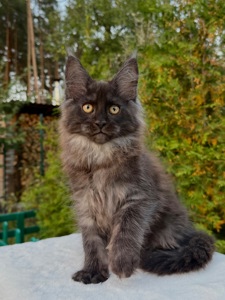 Мейн кун хлопчик Winston