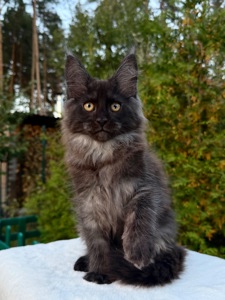 Мейн кун хлопчик Winston