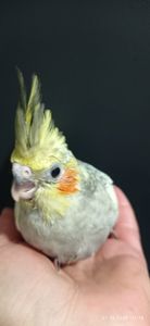 Корела пташеня Шон