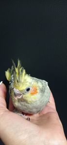 Корела пташеня Шон