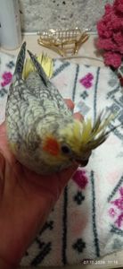 Корела пташеня Шон