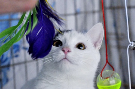 Кошеня Локі