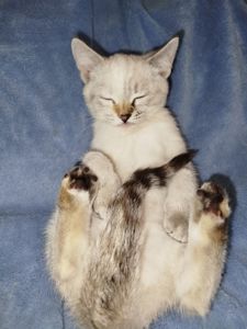 Кошенята шотландські табі пойнт