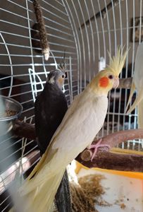 Малыши Кореллы