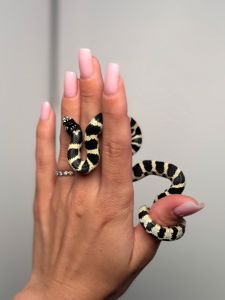 Каліфорнійська королівська змія, ручна королівська змійка, молочна змія, змія для новачків