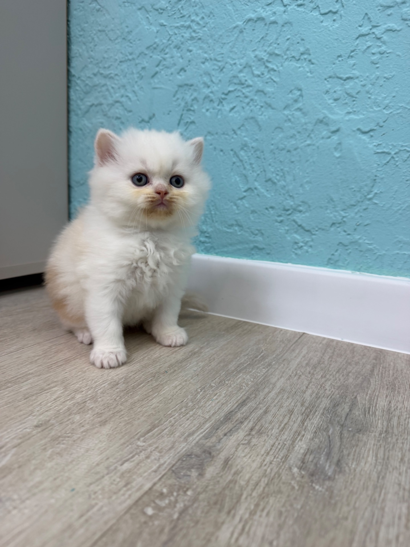 Котик шотландский