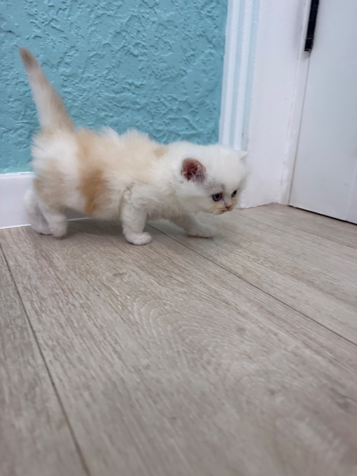 Котик шотландский