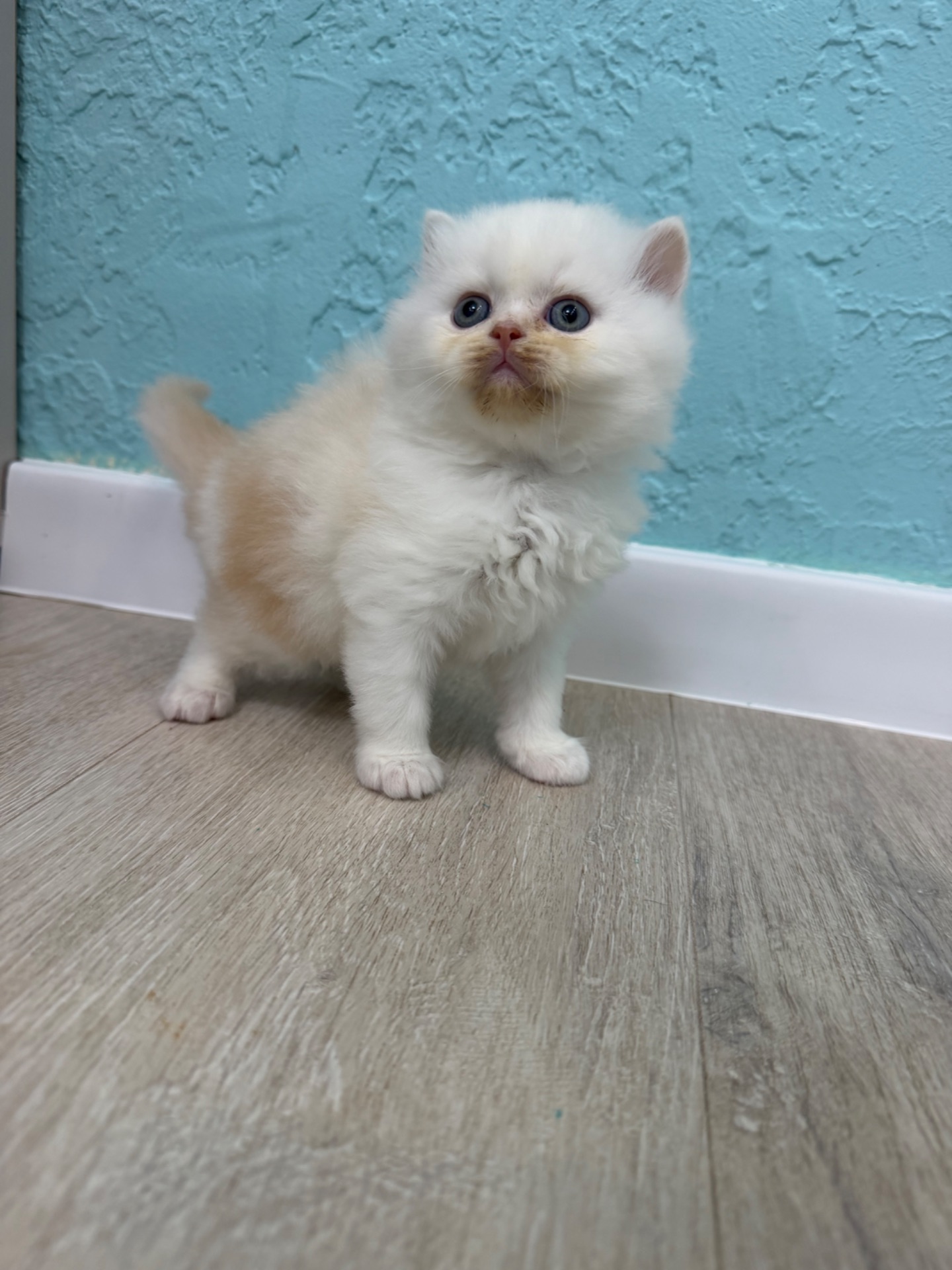 Котик шотландский