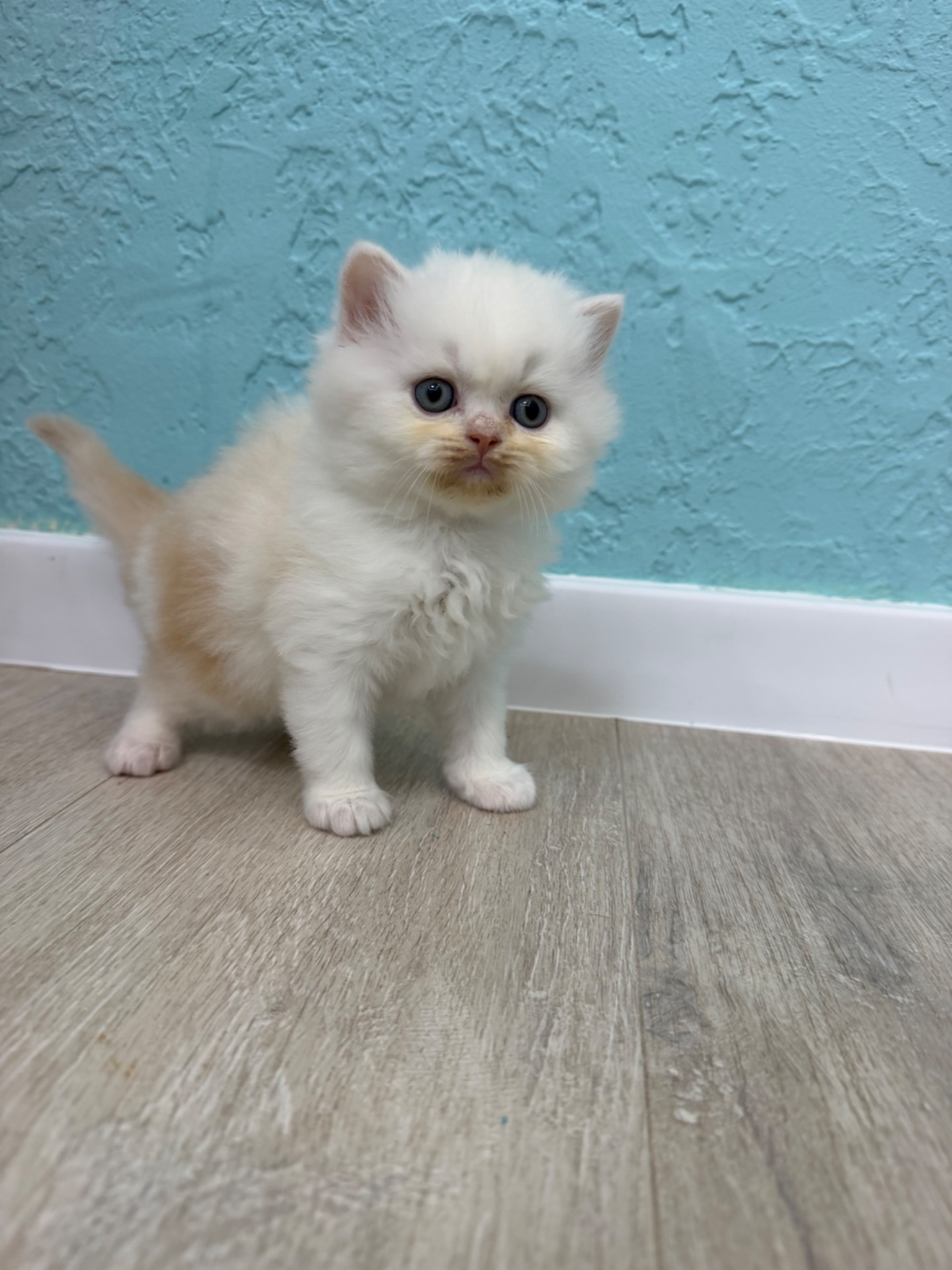 Котик шотландский